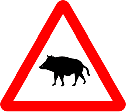 Wild animals (wild boars)